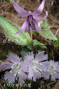 カタクリの花・イワウチの花