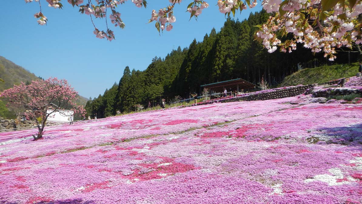 國田家の芝桜