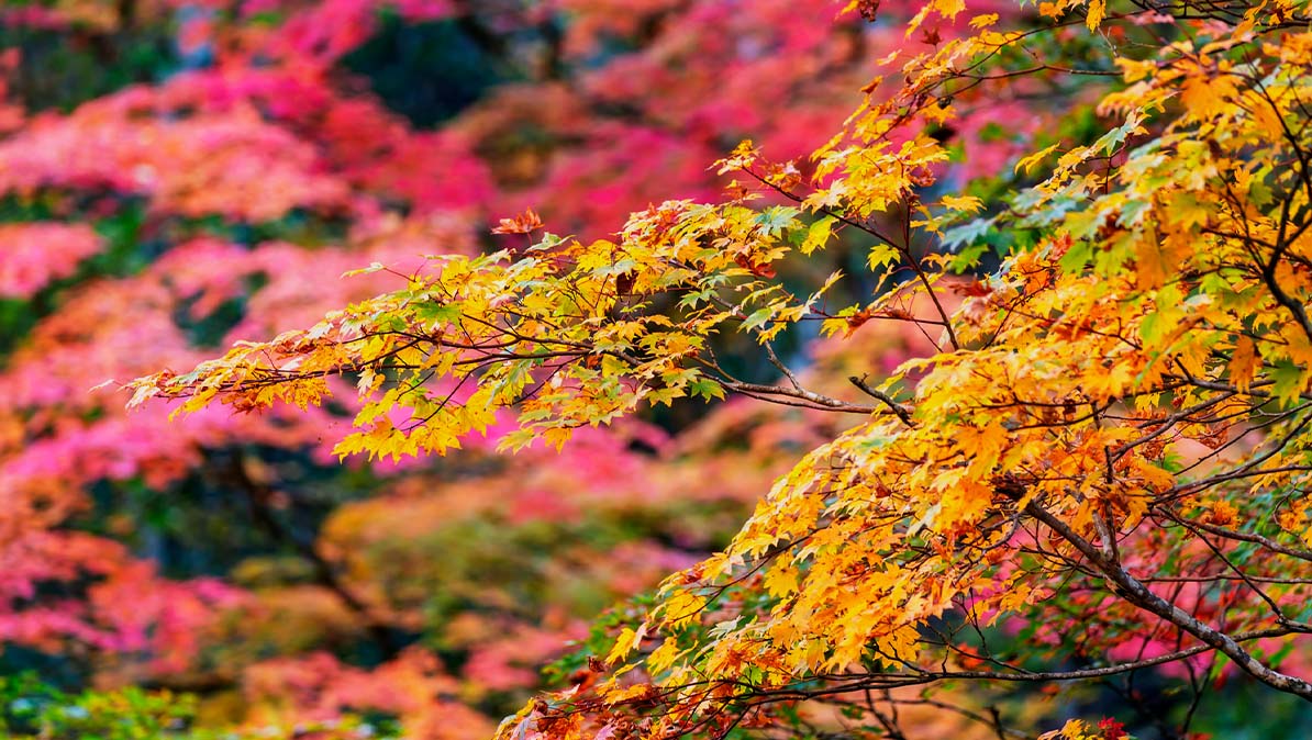 せせらぎ街道の紅葉