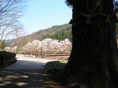 明建神社の杉から見る篠脇城の桜