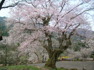 善勝寺のエドヒガン桜