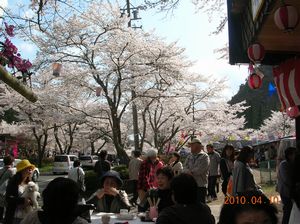 栃尾の千本桜