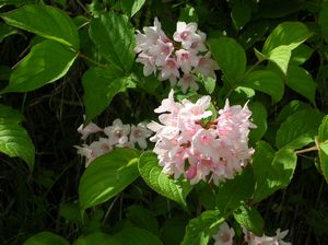 卯の花(ウツギ)